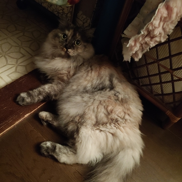 Meet your Posher, Michiko - Picture 16 of 16